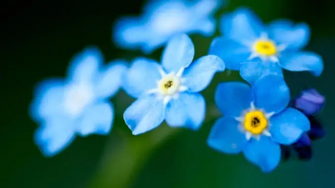 i love you forget me nots