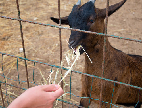 first date ideas zoo