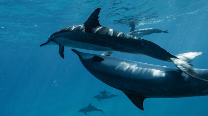 dolphins playful couples chicago